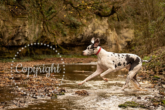 20241117 - (Great Dane) Zane-57
