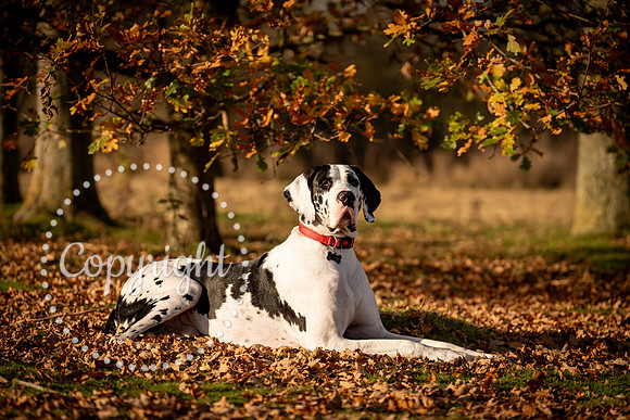 20241117 - (Great Dane) Zane-20