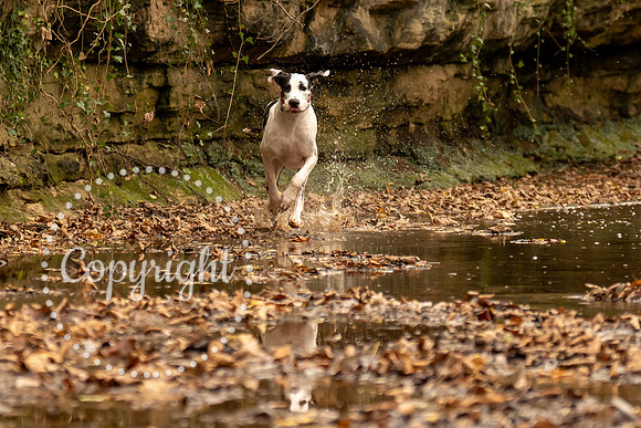 20241117 - (Great Dane) Zane-81