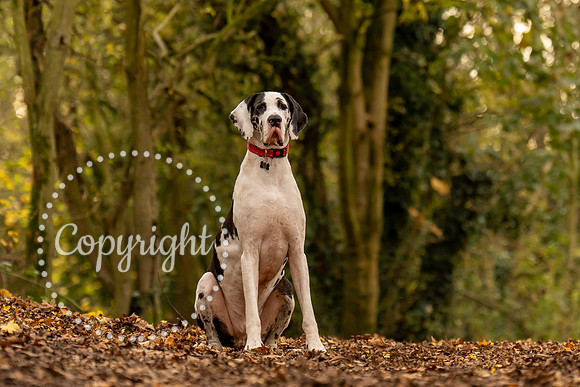 20241117 - (Great Dane) Zane-89