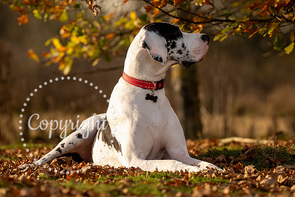 20241117 - (Great Dane) Zane-35