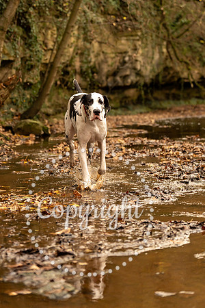 20241117 - (Great Dane) Zane-68