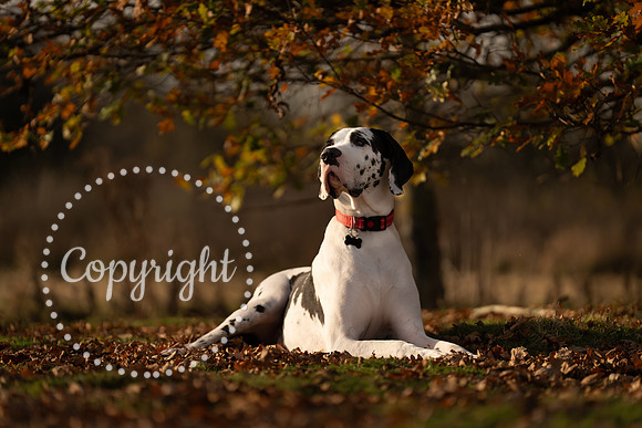 20241117 - (Great Dane) Zane-30