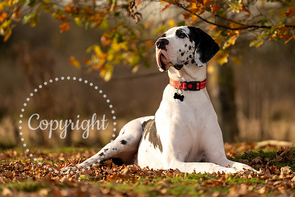 20241117 - (Great Dane) Zane-34