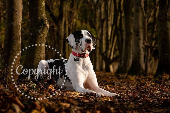 20241117 - (Great Dane) Zane-9