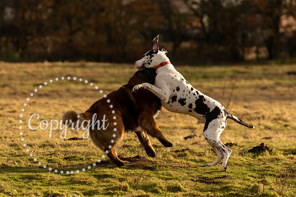 20241117 - (Great Dane) Zane-46