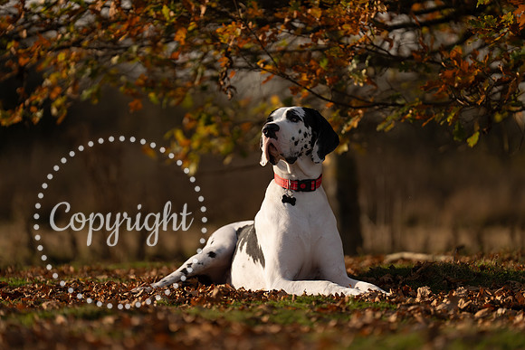 20241117 - (Great Dane) Zane-29