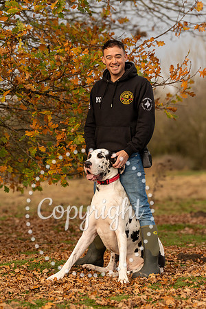 20241117 - (Great Dane) Zane-50
