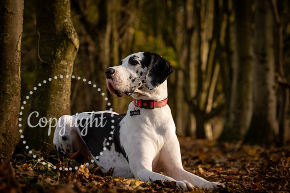 20241117 - (Great Dane) Zane-10