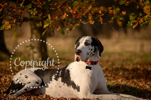 20241117 - (Great Dane) Zane-23