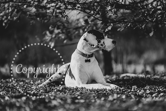 20241117 - (Great Dane) Zane-27