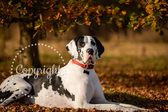 20241117 - (Great Dane) Zane-22