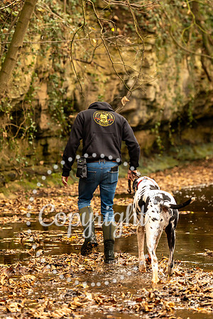 20241117 - (Great Dane) Zane-72
