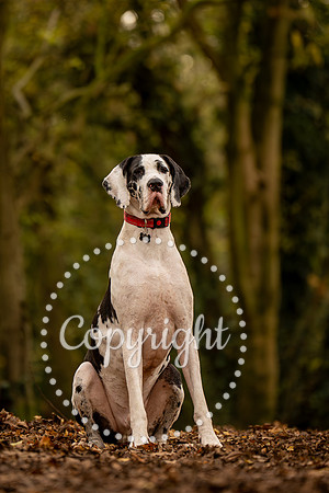 20241117 - (Great Dane) Zane-87