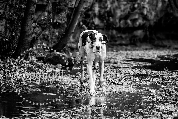 20241117 - (Great Dane) Zane-66
