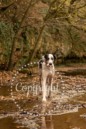 20241117 - (Great Dane) Zane-69
