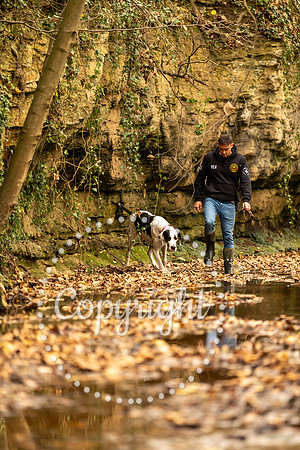 20241117 - (Great Dane) Zane-73