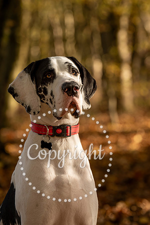 20241117 - (Great Dane) Zane-5
