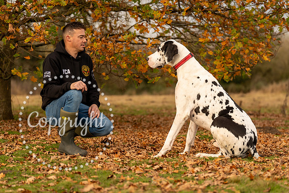 20241117 - (Great Dane) Zane-53