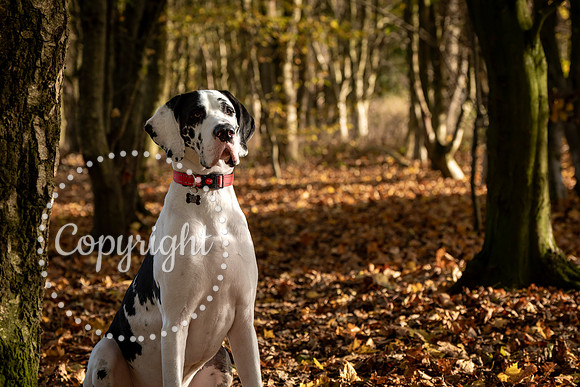 20241117 - (Great Dane) Zane-3