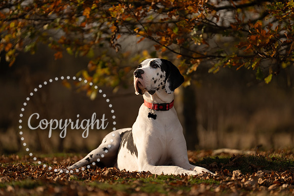 20241117 - (Great Dane) Zane-31