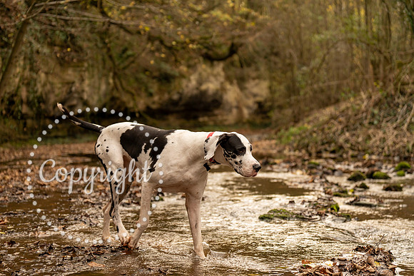 20241117 - (Great Dane) Zane-60