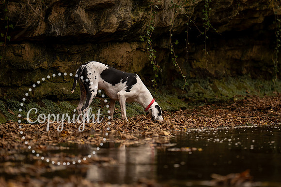 20241117 - (Great Dane) Zane-80