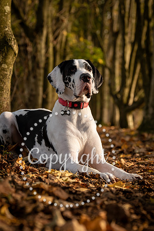20241117 - (Great Dane) Zane-7